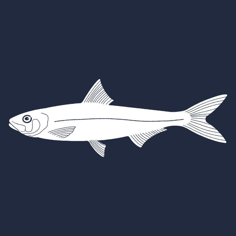 Sardine