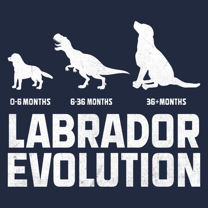 Evolution Labrador Retriever Lab Hund Retriever