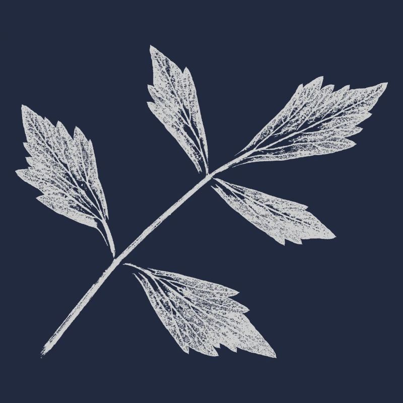 Leaf lovage / herb plant