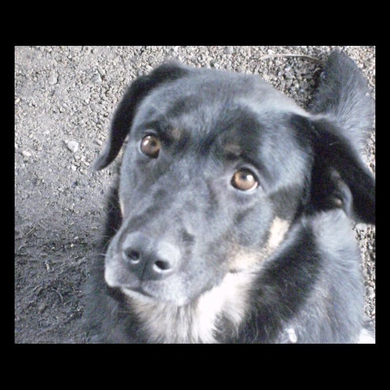 Mein Hund