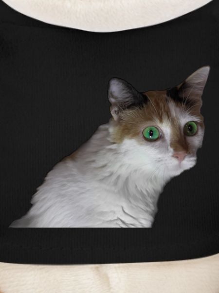 Nina the cat