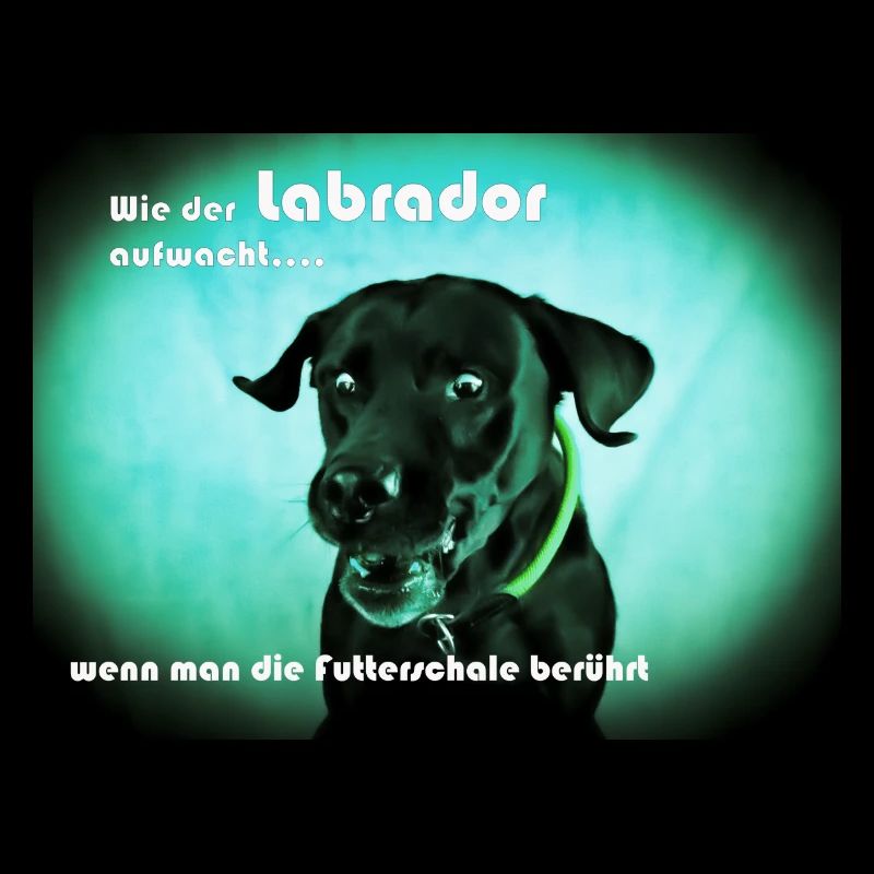 Hungriger Labrador