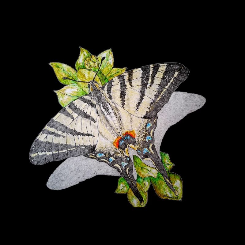 Segelfalter - Schmetterling