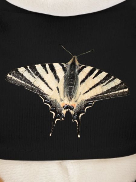 Papillon rare