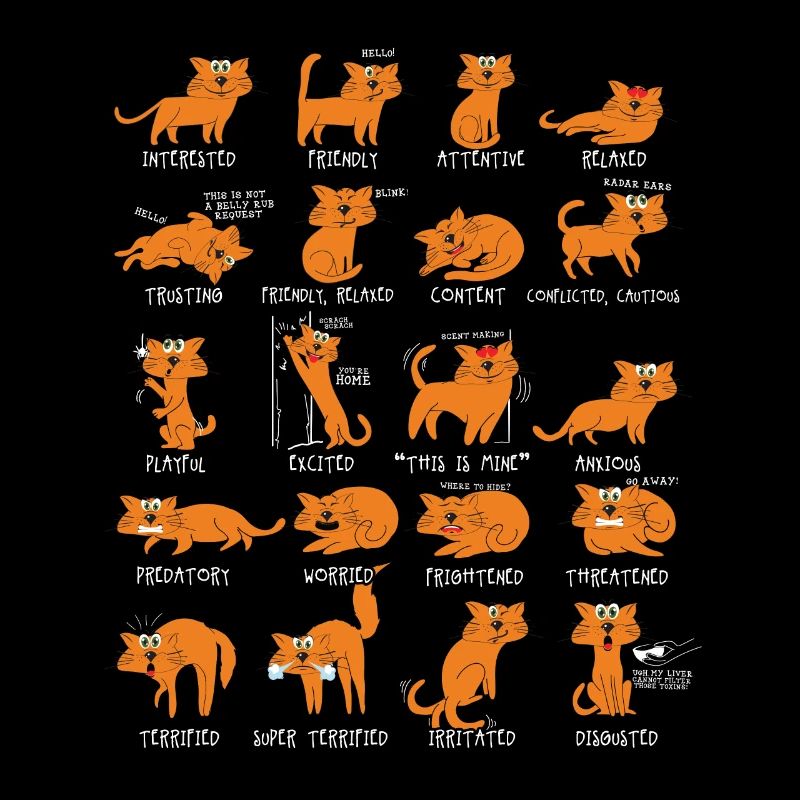 Cadeau chat chats