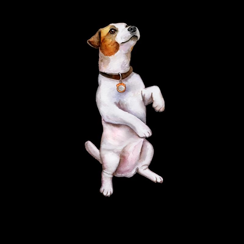 Jack Russell