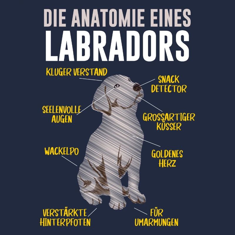 Anatomie eines Labradors Hundehalter Labrador
