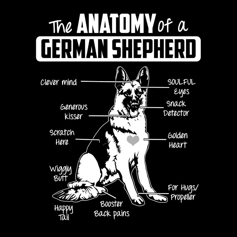 Anatomy German Shepherd
