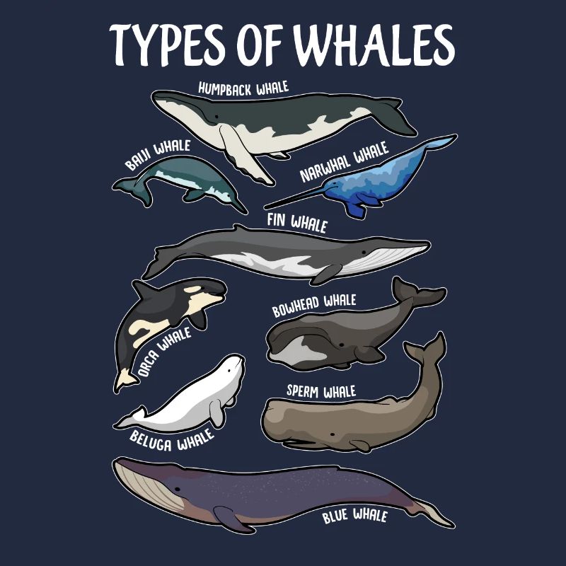 Types de baleines illustres anglais