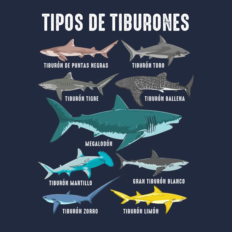 Types de requins Faune marine Océan