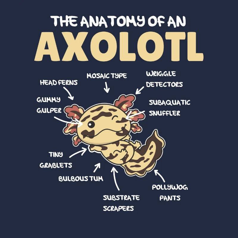 Axolotl Explication Anatomie d’un Axolotl