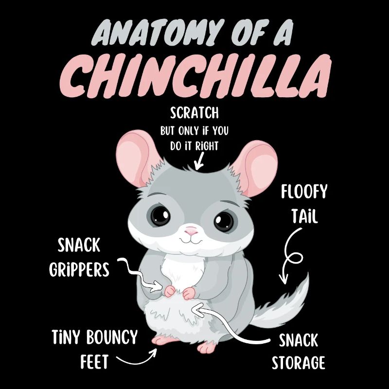 Anatomie einer Chinchilla