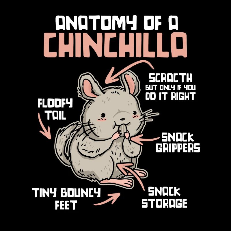 Anatomie d’un chinchilla longue queue cheveux longs