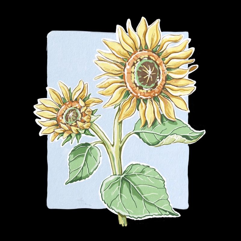 Fleur de tournesol - dessin