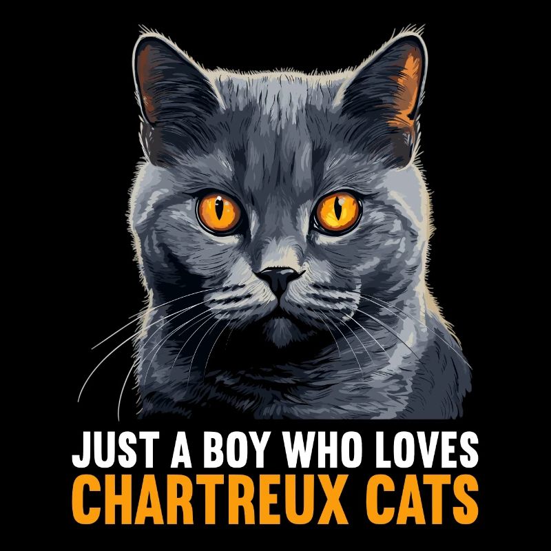 Chat Chartreux Chat Chartreux