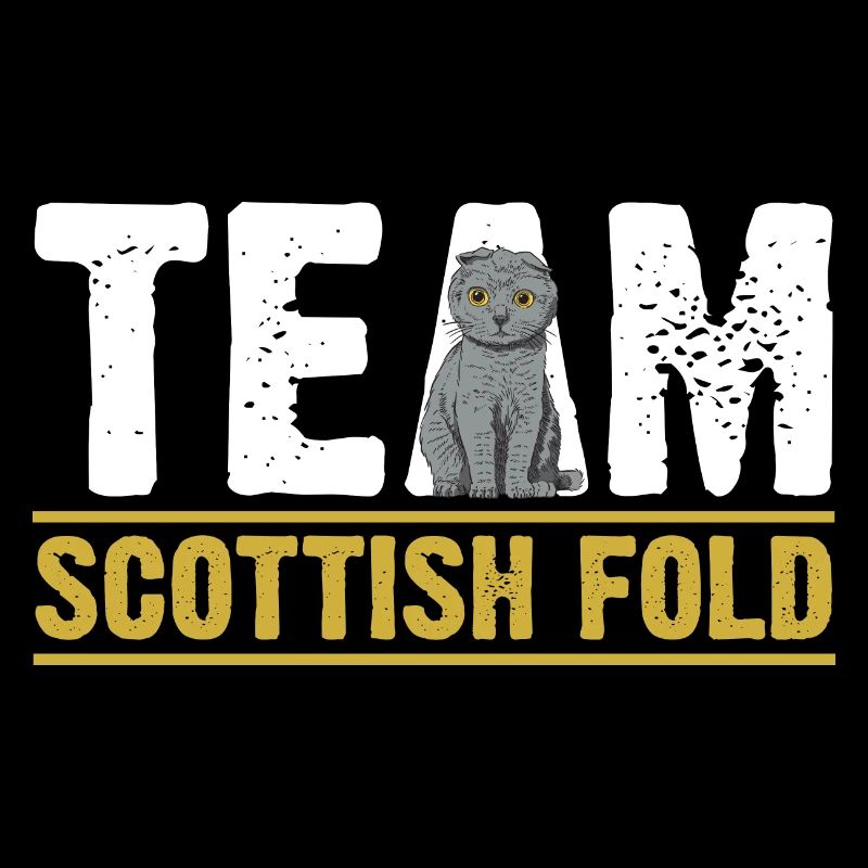 Chat écossais Fold