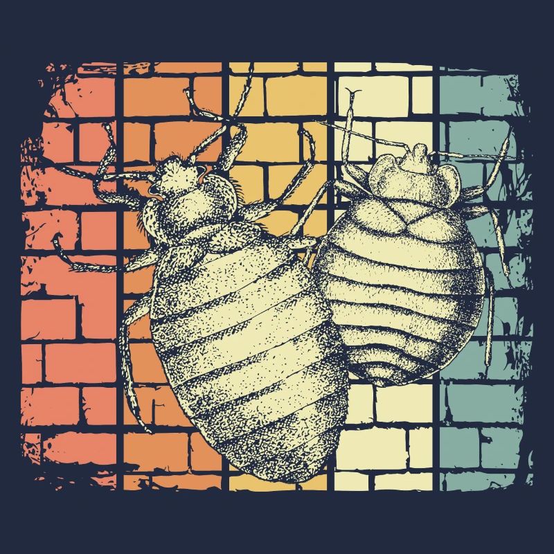 Insectes