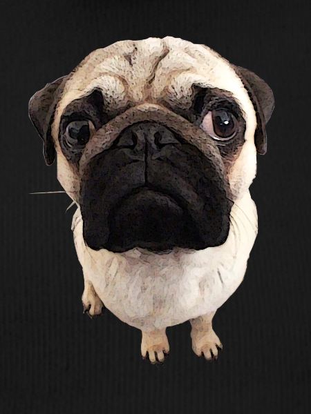 Pug views