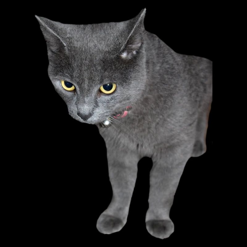 Chat Chaton Chat Drôle Chemise Cadeau
