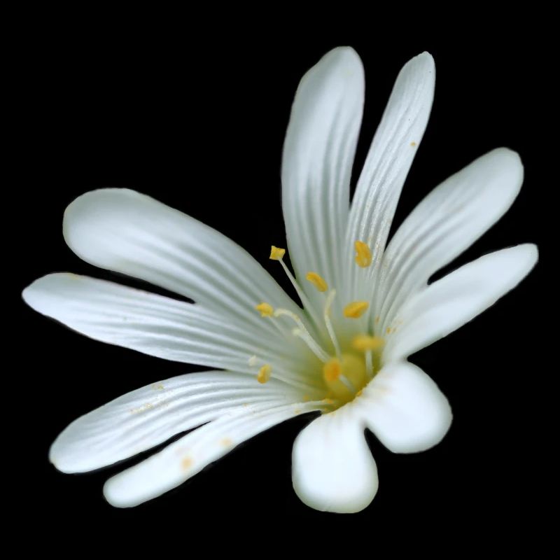 Starweed à fleurs blanches
