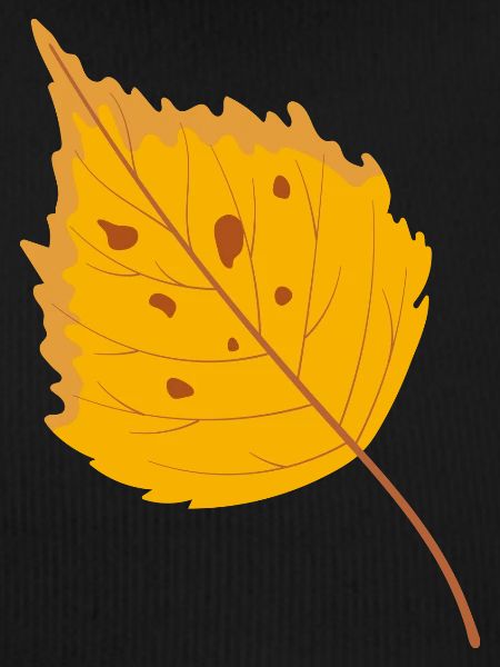 Birch leaf