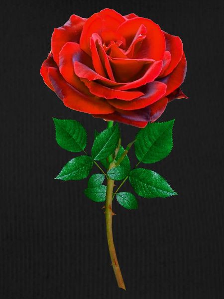 Rose - Red Rose
