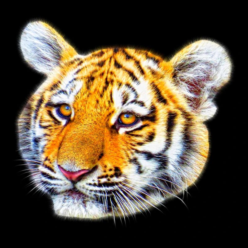 Tiger großkatze tier