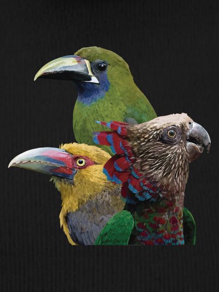 Toucans and parrot