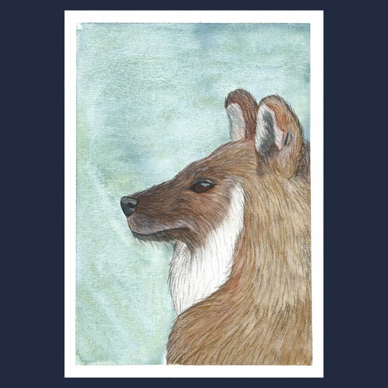 Dhole