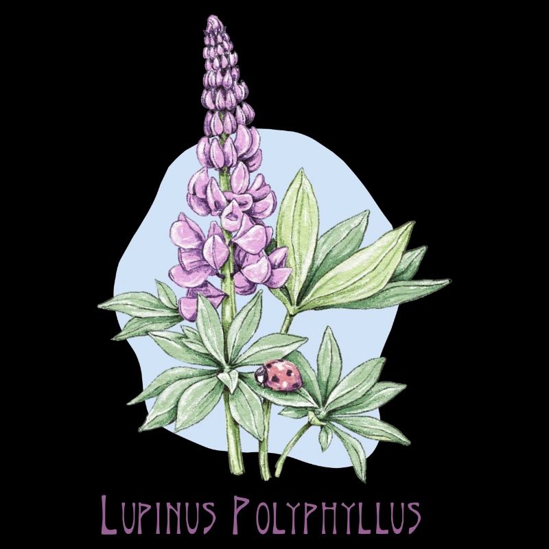 Lupin, dessin botanique permanent