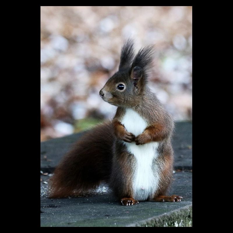 Eichhörnchen, Isibat