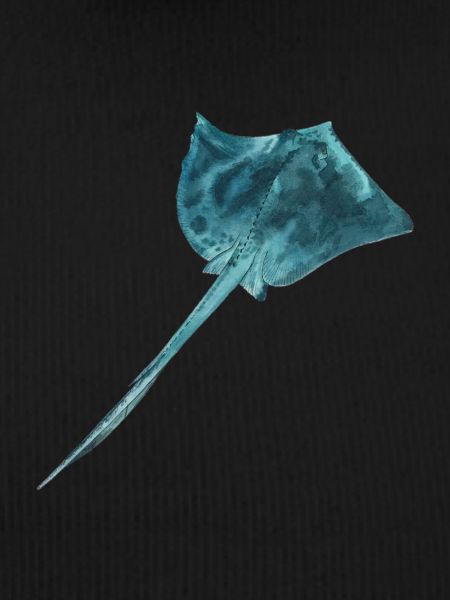 Rays with turquoise skin