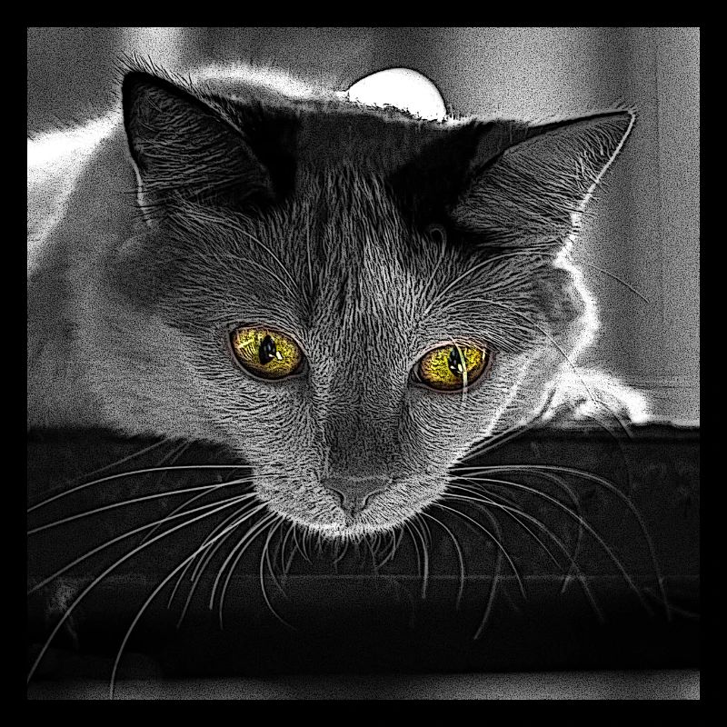 the cat
