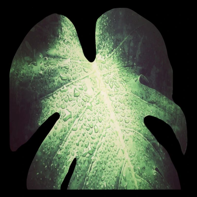 Monstera