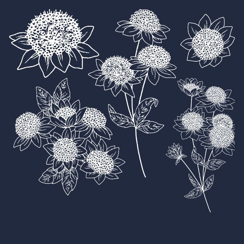 Astrantia maxima Blütengruppe