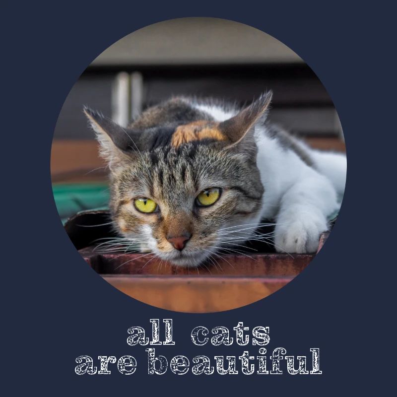 All cats are beautiful