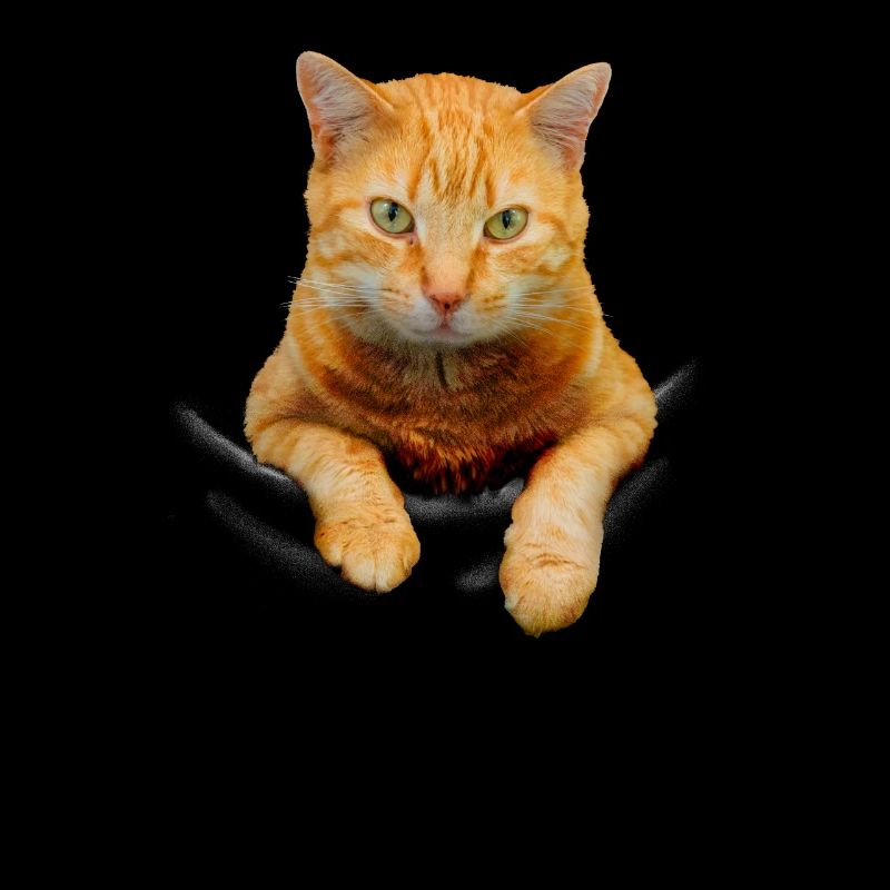 Mignon chat jaune chaton dans la poche - Meilleur propriétaire de chat