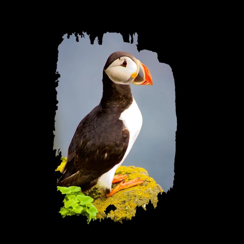 Puffin
