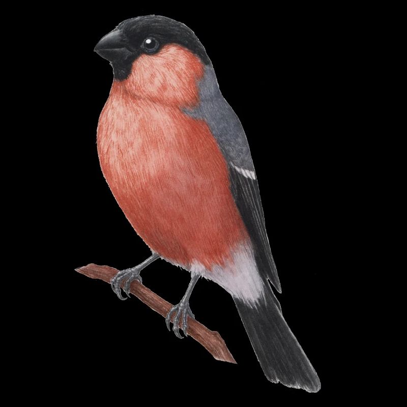 Illustration aquarelle du bouvreuil eurasien