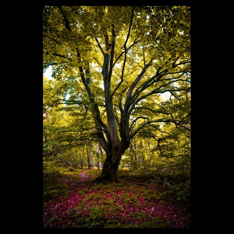 Der Baum