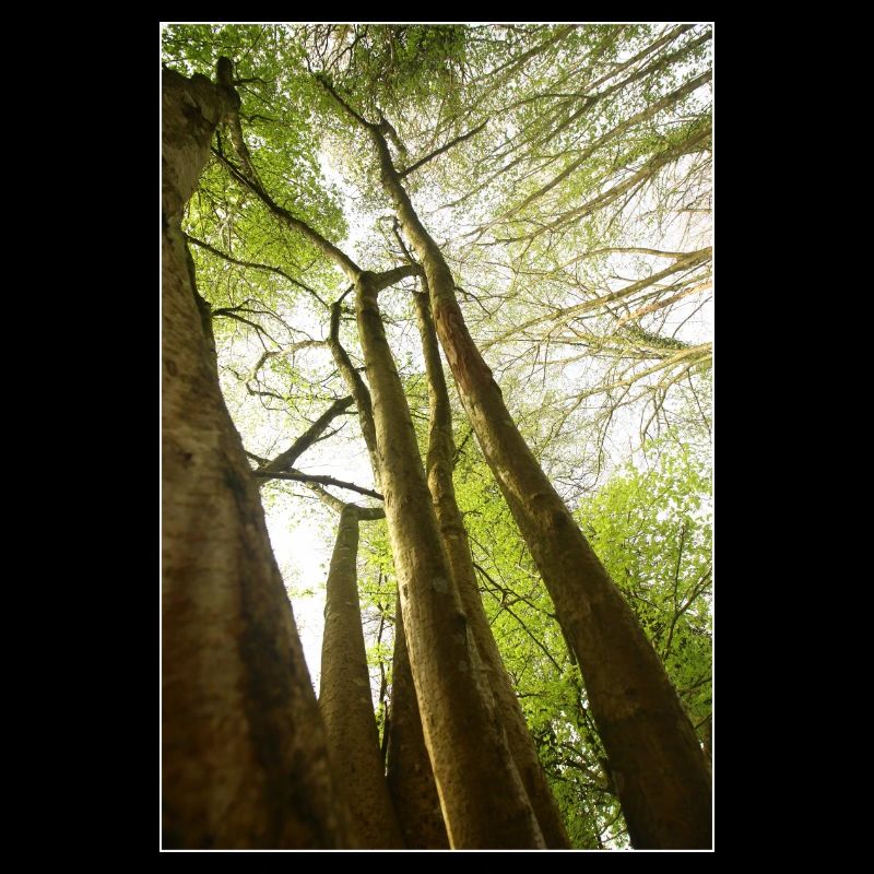 Spring trees from a low angle