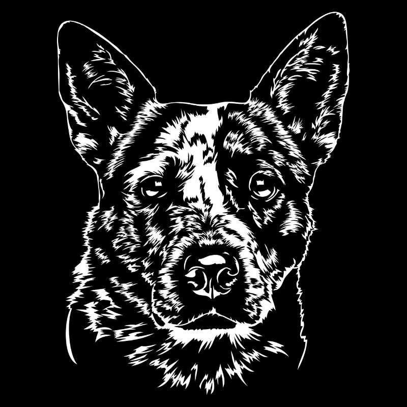 AUSTRALIAN CATTLE DOG - HEELER Wilsigns Hunde