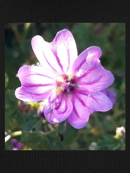 Zena Purple