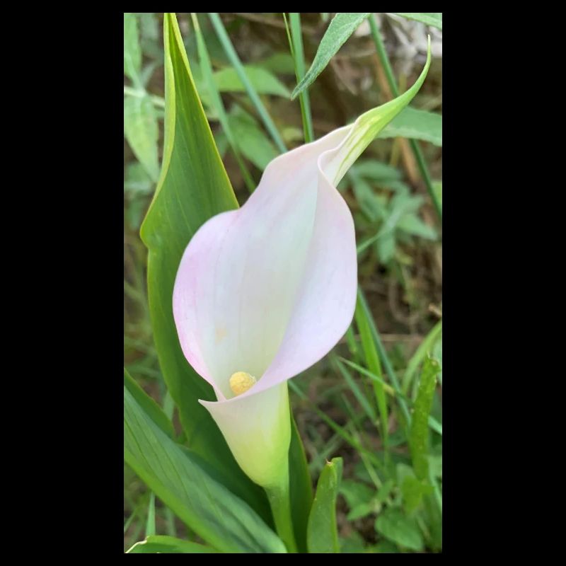 Calla