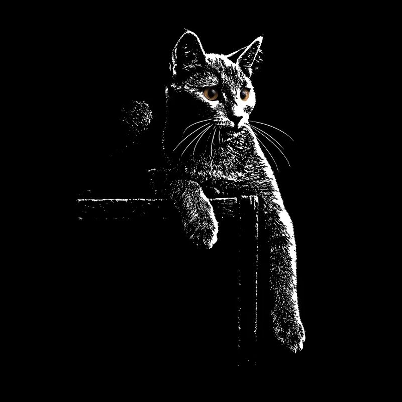 Karthäuserkatze bei Nacht