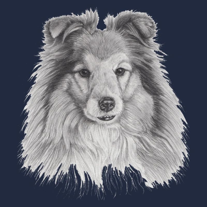 Shetland Schäferhund Sheltie