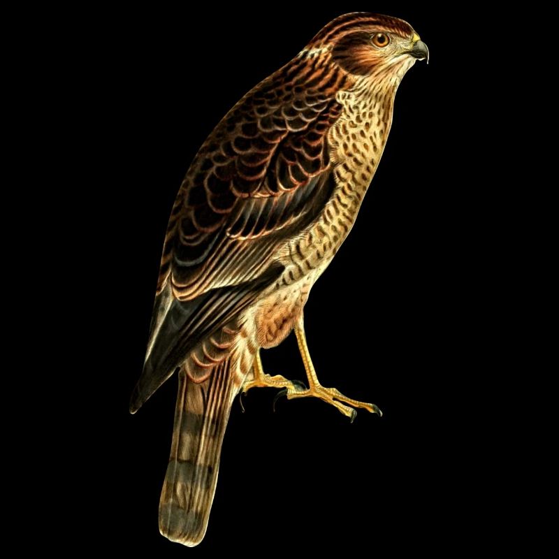 Greifvogel Falke