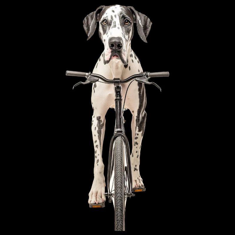 Deutsche Dogge