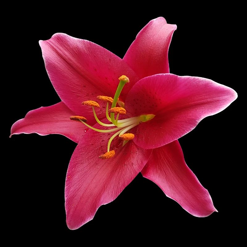 Lily1