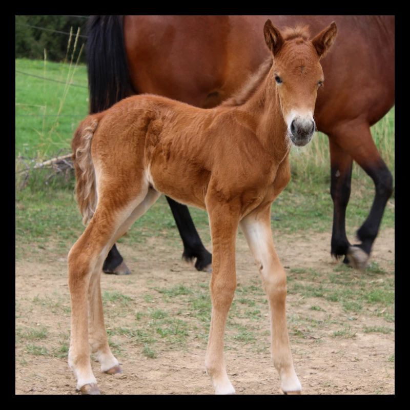 Affiche Cheval Cheval